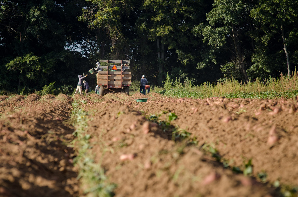 Panen jahe di kebun mitra petani
